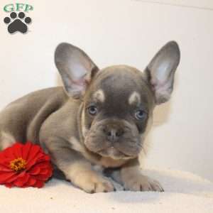 King, French Bulldog Puppy