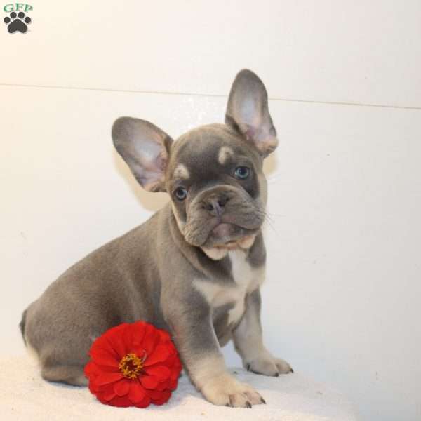King, French Bulldog Puppy