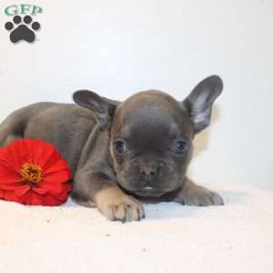 Cole, French Bulldog Puppy