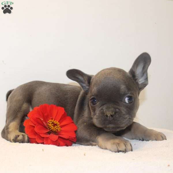 Cole, French Bulldog Puppy