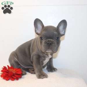 Knight, French Bulldog Puppy