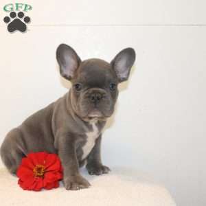 Knight, French Bulldog Puppy