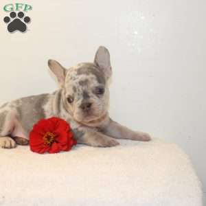 Castle, French Bulldog Puppy