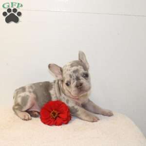 Castle, French Bulldog Puppy