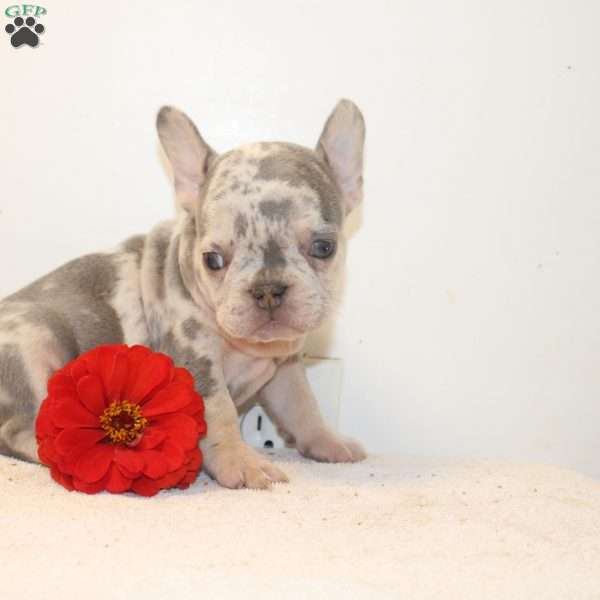 Castle, French Bulldog Puppy