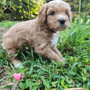 Lucy, Goldendoodle Puppy