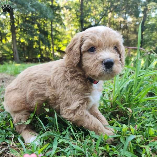 Lucy (Pink), Goldendoodle Puppy