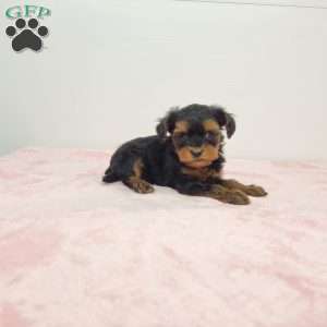 Yola, Yorkie Poo Puppy