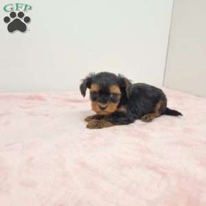 Yola, Yorkie Poo Puppy