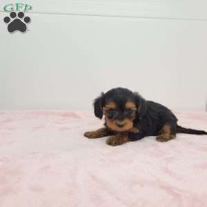 Yalonda, Yorkie Poo Puppy