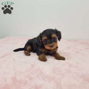 Yalonda, Yorkie Poo Puppy