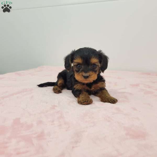 Yalonda, Yorkie Poo Puppy