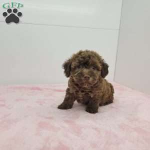 Holly, Havapoo Puppy