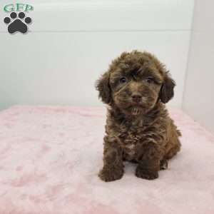 Holly, Havapoo Puppy
