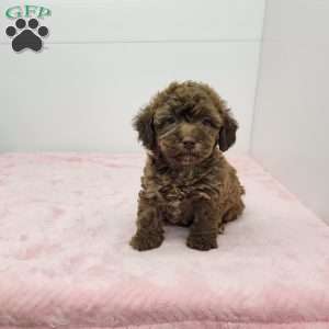 Holly, Havapoo Puppy