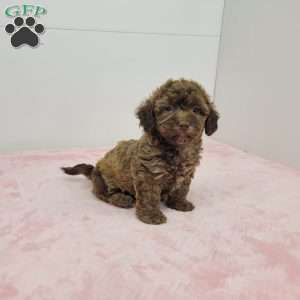 Holly, Havapoo Puppy
