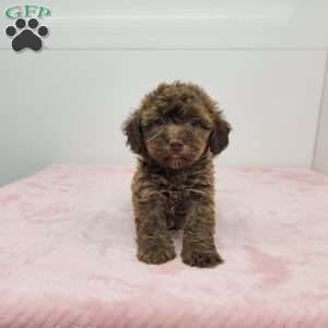 Holly, Havapoo Puppy