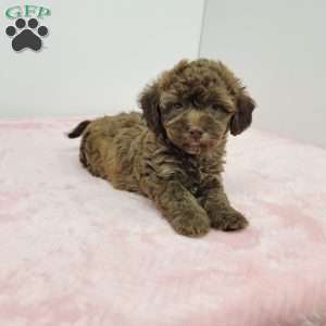 Holly, Havapoo Puppy