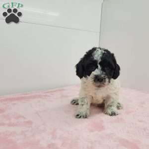 Hellen, Havapoo Puppy