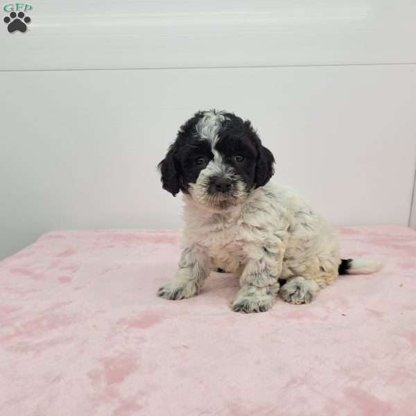 Hellen, Havapoo Puppy
