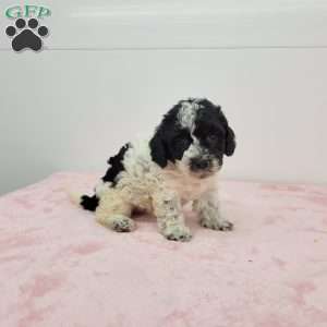 Hellen, Havapoo Puppy