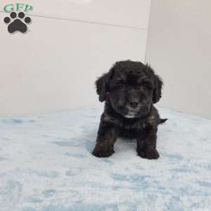 Harper, Havapoo Puppy