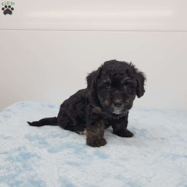 Harper, Havapoo Puppy
