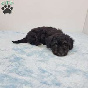Harper, Havapoo Puppy