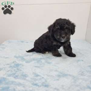Harper, Havapoo Puppy