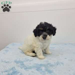 Hilton, Havapoo Puppy
