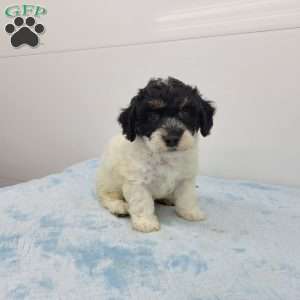 Hilton, Havapoo Puppy