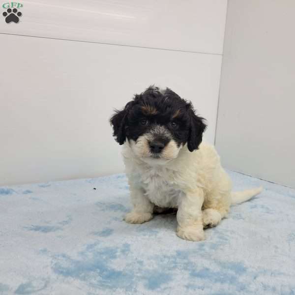 Hilton, Havapoo Puppy
