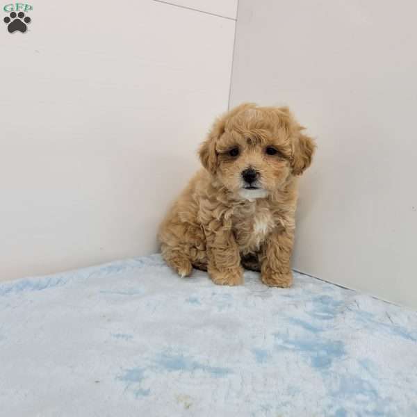 Ben, Bich-Poo Puppy