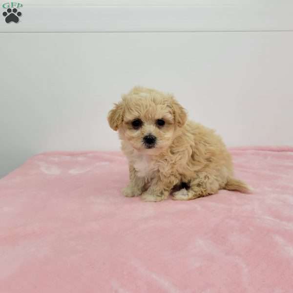 Bonnie, Bich-Poo Puppy