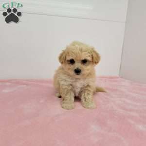 Bonnie, Bich-Poo Puppy