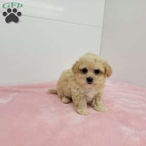 Bonnie, Bich-Poo Puppy
