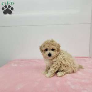 Bess, Bich-Poo Puppy