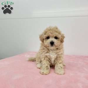 Bess, Bich-Poo Puppy