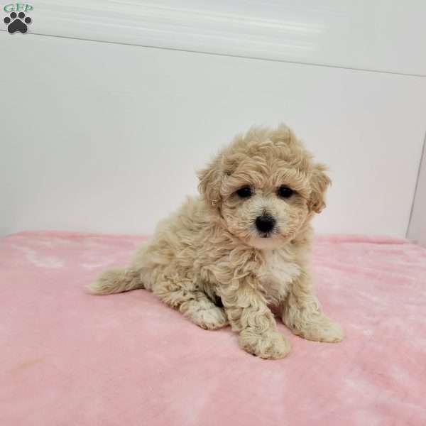 Bess, Bich-Poo Puppy