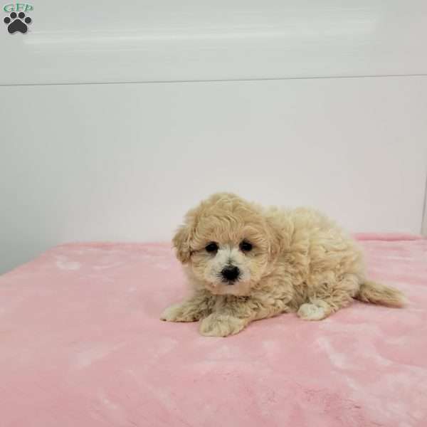 Bella, Bich-Poo Puppy