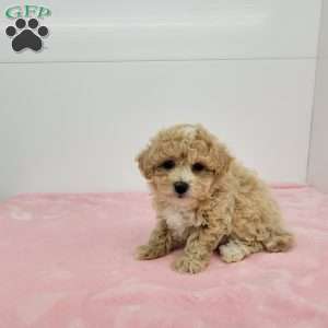 Bailey, Bich-Poo Puppy