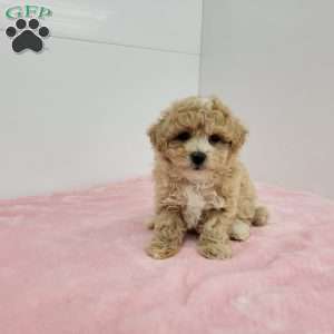 Bailey, Bich-Poo Puppy