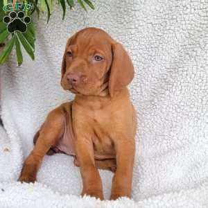 Bella, Vizsla Puppy