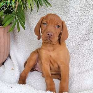 Bella, Vizsla Puppy