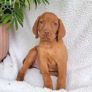 Bella, Vizsla Puppy