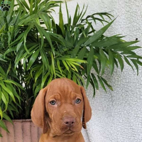 Bella, Vizsla Puppy