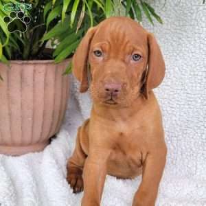 Bella, Vizsla Puppy