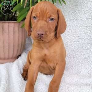 Bella, Vizsla Puppy