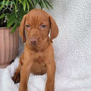 Bella, Vizsla Puppy