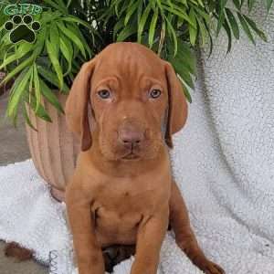 Bella, Vizsla Puppy